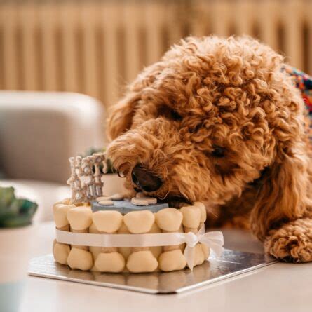 Aprenda Como Fazer Uma Receita De Bolo Para Cachorro Incr Vel