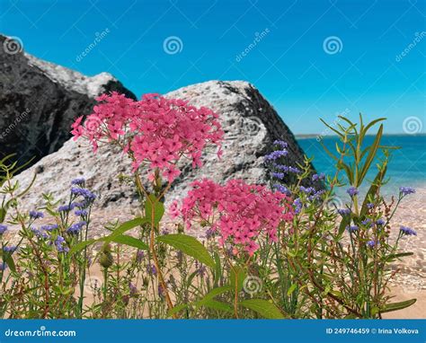 Flores Marinas Silvestres Y Rocas De Piedra Turquesa Agua De Mar Y