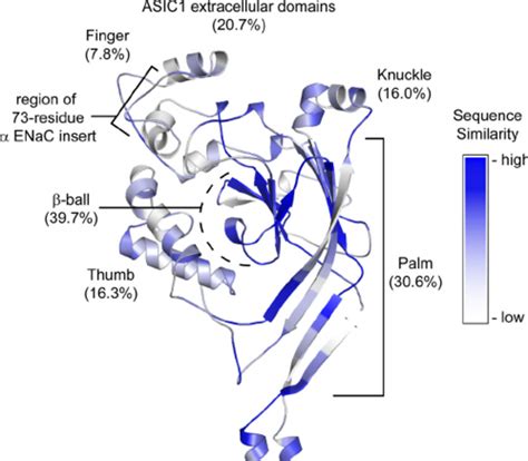 ASIC1 Extracellular Domains And Their Homology To ENaC Subunit The