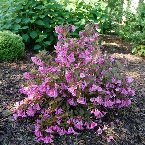 Spilled Wine® Weigela Proven Winners Colorchoice Flowering Shrubs