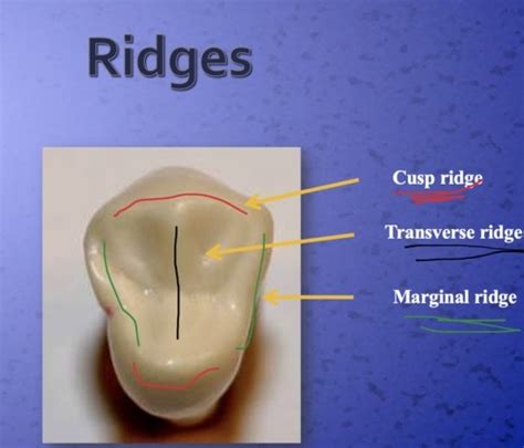 Anterior Teeth And Canines Flashcards Quizlet