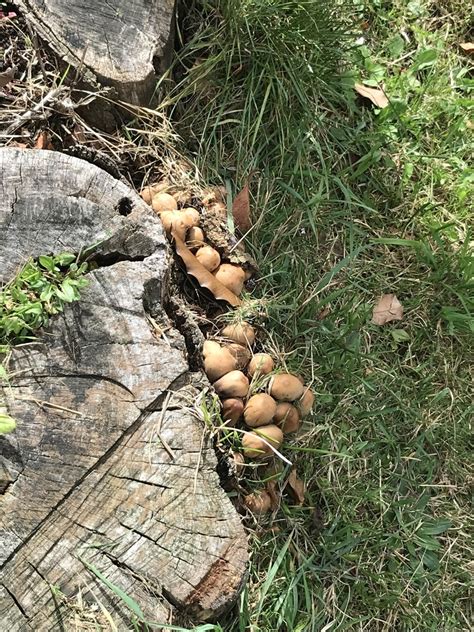 Coprinellus Sect Micacei From Porirua NZ WG NZ On April 15 2024 At