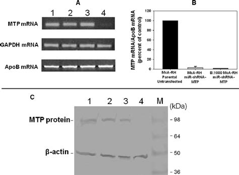 Rnai Mediated Silencing Of Mttp Gene Expression In Stable Transformants