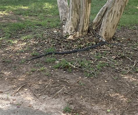 Eastern Gray Ratsnake Complex From Meredith College Raleigh Nc Us On