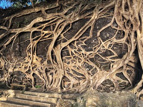 Encounter The Majestic Banyan Tree With Thousand Year Old Roots