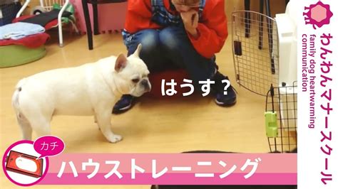 6 子犬 しつけ方 Homu Interia