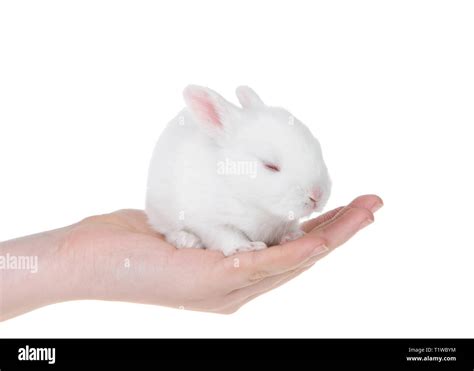 Baby Bunny Sleeping