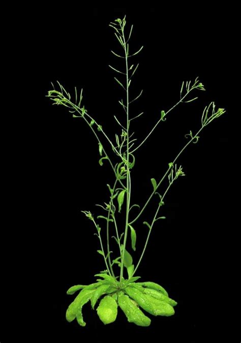 Arabidopsis Plant IMAGE EurekAlert Science News Releases