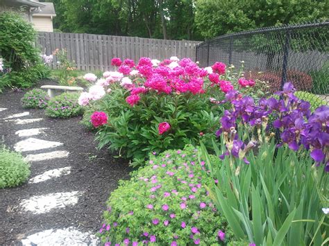 Peonies And Iris Plants Garden Peonies