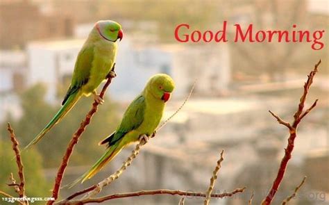 20 Beautiful Good Morning With Parrot Good Morning Wishes