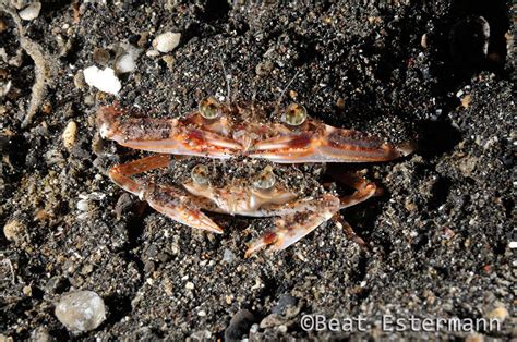 Crab-mating-BE - Lembeh Resort Dive Resort & Spa in Lembeh Strait ...