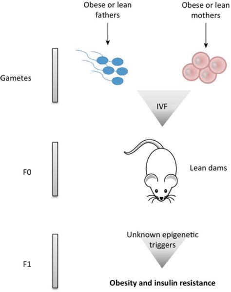 Reproductive Consequences Of Obesity Intechopen