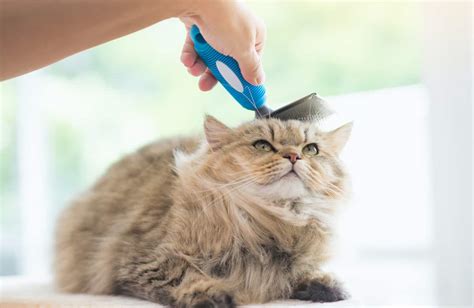 5 Best Brushes For Cats That Hate To Be Brushed Pets Gal