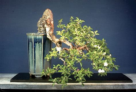 A Multitude Of Remarkable Bonsai Photos From Our Remarkable Bonsai