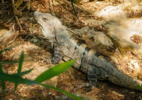 Lais Puzzle Riesige Eidechse in mexikanischem heißen tropischen Klima