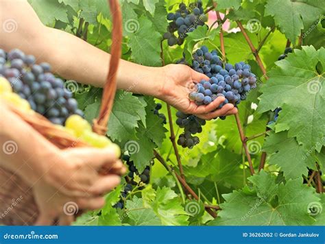 Picking Grapes Stock Photo Image Of Hands Autumn Bunch 36262062