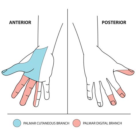 Median Nerve Sensory Median Nerve Nerve Nerve Anatomy