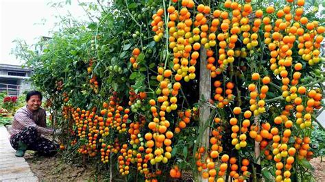 Potager Avec Cette Technique Ancestrale Vous N Aurez Plus Acheter