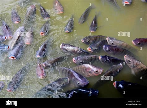 Pesce Tilapia Immagini E Fotografie Stock Ad Alta Risoluzione Alamy