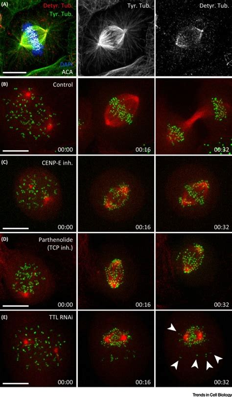 The Tubulin Code A Navigation System For Chromosomes During Mitosis