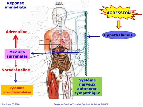 Aspects Physiologiques Du Stress