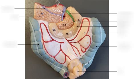 A P II Practical 2 Digestive Model 3 Diagram Quizlet