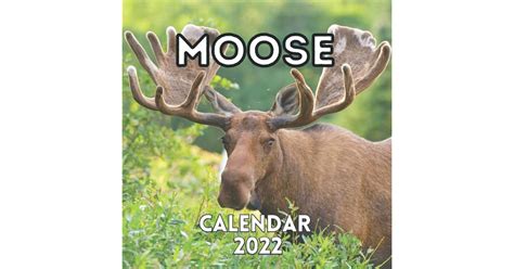 Moose Calendar 2022 Beautiful Photos Of Elk Perfect For Adults Teens