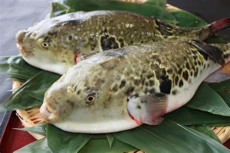 フグのカットウ釣りで貴重な食用フグをゲットしよう！ショウサイフグも毒性あり！？安全に調理して絶品フグ料理を味わおう！