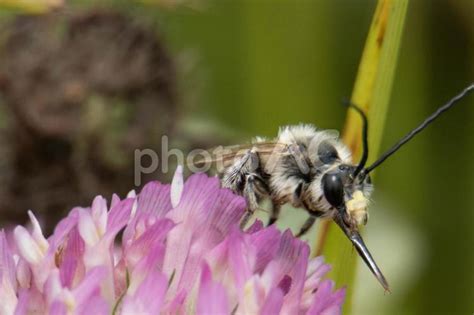 花の蜜や花粉を集めるマルハハナバチ No 22544379｜写真素材なら「写真ac」無料（フリー）ダウンロードok