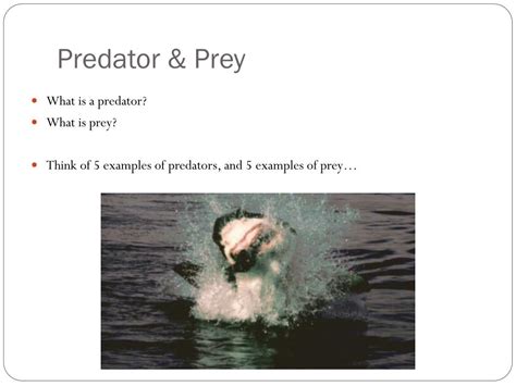 Ppt Predators And Prey Powerpoint Presentation Free Download Id5375663