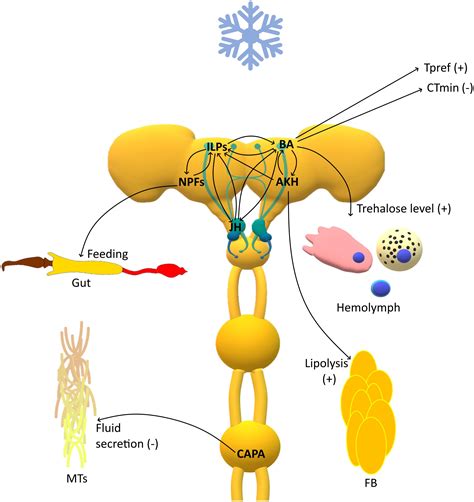 Frontiers Role Of The Insect Neuroendocrine System In The Response To