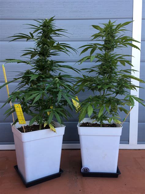 Sour Diesel Autoflowering Buy Sour Diesel Auto Cannabis Seeds