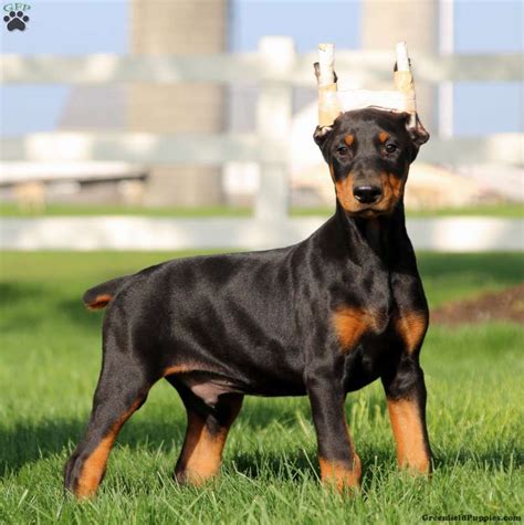 How Much Does A Doberman Pinscher Sell For