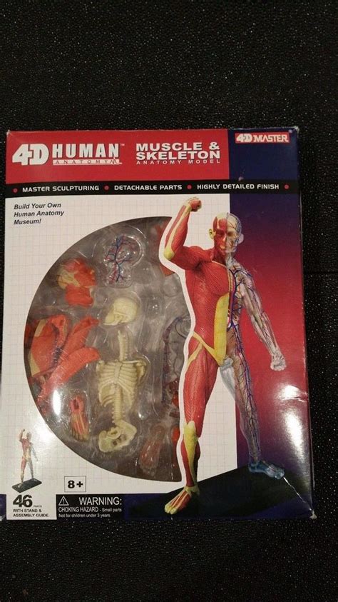 Famemaster D Vision Human Muscle And Skeleton Anatomy Model