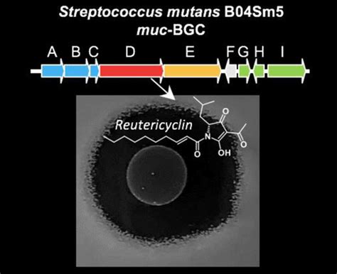 Streptococcus Mutans