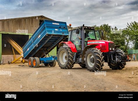 Red Massey Ferguson Tractor And Blue Trailer Trailer Tipping Grain Up Elevator In To Grain Store