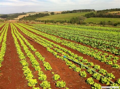 Assessoria e Consultoria Agrícola e Ambiental Tech Field Contato