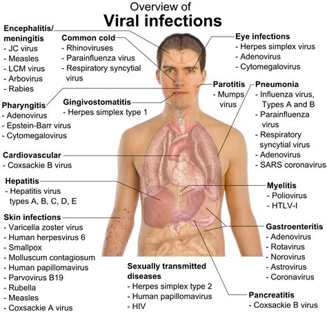 Microbial Infections Of Humanshuman Microbiology Contd