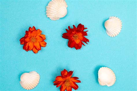 Seashells Flowers Background Free Photo On Pixabay Pixabay