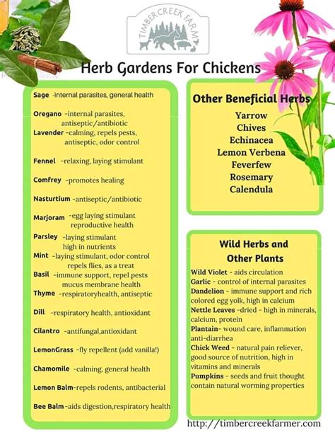 What Herbs Keep Chickens Healthy