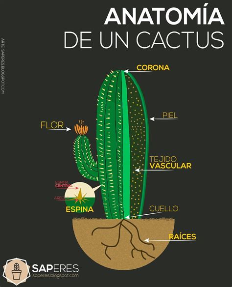 Anatomía del cactus saperes