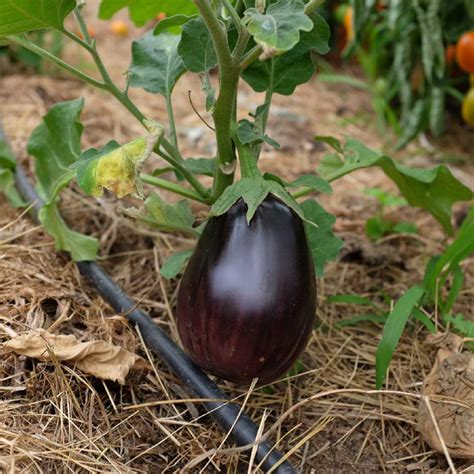 Aubergine Black Beauty Bio La Bo Te Graines