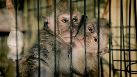 Pet Monkey Killing People Alarming Incidents And Safety Concerns