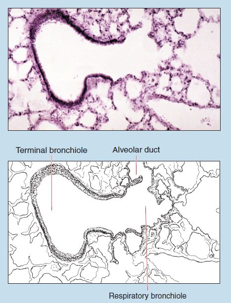 Chapter 10 Respiratory System Histology An Identification Manual