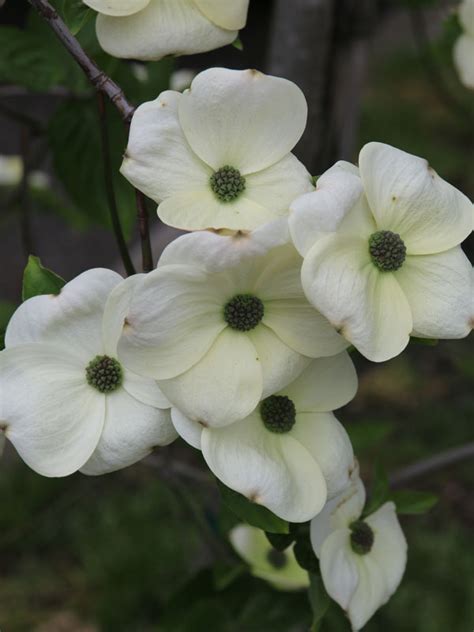 Eddies White Wonder Dogwood J Frank Schmidt And Son Co