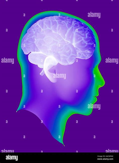 Brain Anatomy Artwork Of A Human Head And Brain In Profile The Brain