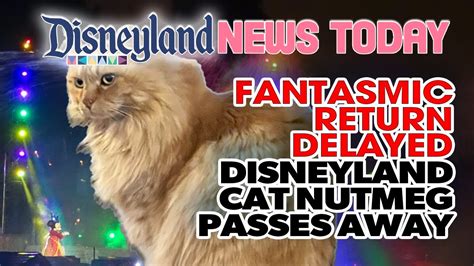 Fantasmic Return Delayed Disneyland Cat Nutmeg Passes Away YouTube