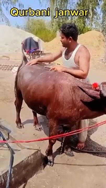 Qurbani Ka Janwar Video Dailymotion