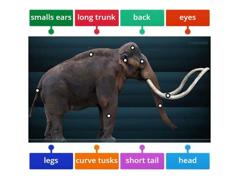 Mammoth - Labelled diagram