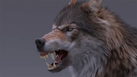 Realistic Rigged Wolf Natural 3d Model Turbosquid 1599098